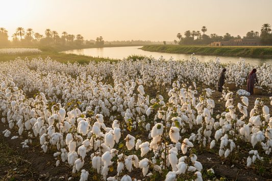 Cotton field next to the Nile river